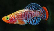 rengârenk Balık Nothobranchius  fotoğraf
