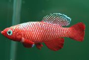 Röd Fisk Nothobranchius  foto