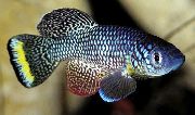 Reperat Pește Nothobranchius  fotografie