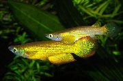 auksas Žuvis Aplocheilus Lineatus  nuotrauka