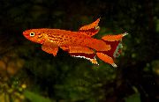 црвен Риба Апхиосемион (Aphyosemion. Scriptaphyosemion) фотографија
