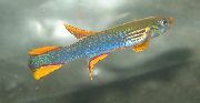 блакітны Рыба Афиосемион (Aphyosemion. Scriptaphyosemion) фота