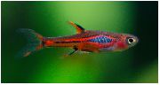 raudonas Žuvis Rasbora Brigittae (Rasbora brigittae (Boraras Brigittae)) nuotrauka