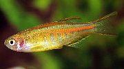 Золотистий Риба Даніо Хопра, Світлячок (Danio choprae) фото