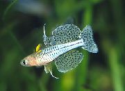 серабрысты Рыба Псевдомугил Гертруды (Pseudomugil gertrudae) фота
