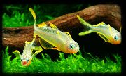 aquarium fish Forktail Rainbowfish Pseudomugil furcatus gold