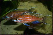 Vermelho Peixe Paracyprichromis  foto