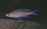 褐色 鱼 Paracyprichromis  照片