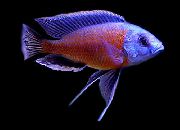 rengârenk Balık Kırmızı Kanatlı Borleyi (Haplochromis borleyi) fotoğraf