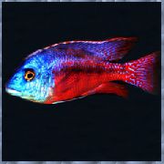 rengârenk Balık Copadichromis Boadzulu  fotoğraf