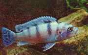 блакітны Рыба Псевдотрофеус Ламбарда (Pseudotropheus lombardoi) фота