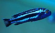 ストライピング フィッシュ Mainganoのシクリッド (Melanochromis cyaneorhabdos maingano) フォト