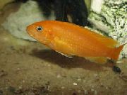Amarelo Peixe Johanni Cichlid (Melanochromis johanni) foto