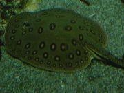 aquarium fish Ocellate river stingray Potamotrygon motoro spotted