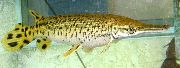 aquarium fish Alligator gar Atractosteus spatula spotted