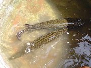 taškuotas Žuvis Atogrąžų Gar (Atractosteus tropicus) nuotrauka