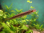 მყივანი თევზი Longnose Gar (Lepisosteus osseus) ფოტო
