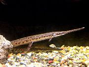 მყივანი თევზი Longnose Gar (Lepisosteus osseus) ფოტო