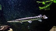 Getupft Fisch Shortnose Gar (Lepisosteus platostomus) foto