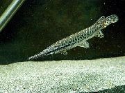 Петнист Риба Флорида Gar (Lepisosteus platyrhincus) снимка
