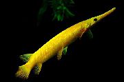 Κίτρινος ψάρι Φλόριντα Gar (Lepisosteus platyrhincus) φωτογραφία