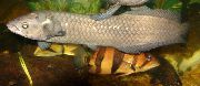 Сріблястий Риба Гетеростріс (Африканська Арована) (Heterotis niloticus) фото