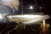 Сріблястий Риба Арована Срібна (Osteoglossum bicirrhosum) фото