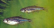 Ριγέ ψάρι Danio Στίγματα (Brachydanio nigrofasciatus) φωτογραφία