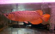 Rojo Pescado Bonytongue Asiática, Malayo Óseo-Lengua (Scleropages formosus) foto