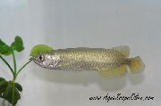 Сріблястий Риба Арована Австралійська (Scleropages jardinii) фото
