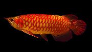 kırmızı Balık Süper Kırmızı Arowana (Scleropages legendrei) fotoğraf