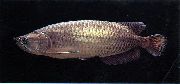aquarium fish Spotted Arowana, Saratoga, Southern saratoga, Spotted barramundi Scleropages leichardti silver