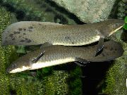 ゴールド フィッシュ オーストラリアの肺の魚 (Neoceratodus forsteri) フォト