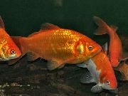 zlato Ribe Goldfish (Carassius auratus) fotografija