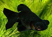 melns Zivs Zelta Zivtiņa (Carassius auratus) foto