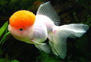 бео Риба Златна Рибица (Carassius auratus) фотографија