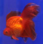 წითელი თევზი Goldfish (Carassius auratus) ფოტო