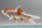 Manchado Peixe Goldfish (Carassius auratus) foto