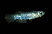 Plata Pescado Lampeye De Norman (Aplocheilichthys normani, Micropanchax) foto