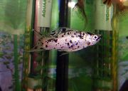 Spotted Fisk Molly (Poecilia sphenops) foto