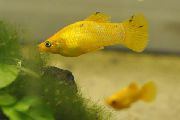 Жълт Риба Женствен Мъж (Poecilia sphenops) снимка