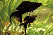 Schwarz Fisch Molly (Poecilia sphenops) foto