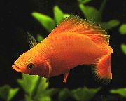Κόκκινος ψάρι Molly (Poecilia sphenops) φωτογραφία