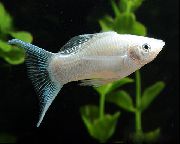 baltas Žuvis Boba (Poecilia sphenops) nuotrauka