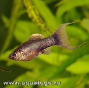 Кафяв Риба Женствен Мъж (Poecilia sphenops) снимка