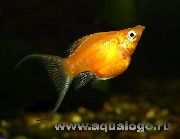 Gold Fisch Molly (Poecilia sphenops) foto