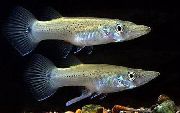 Петнист Риба Щука Topminnow (Belonesox belizanus) снимка