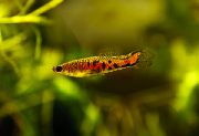 Micropoecilia raudonas Žuvis