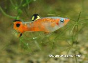 Bunt Fisch Micropoecilia  foto