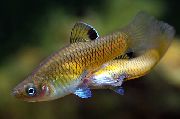 Oro Pesce Phallichthys  foto
